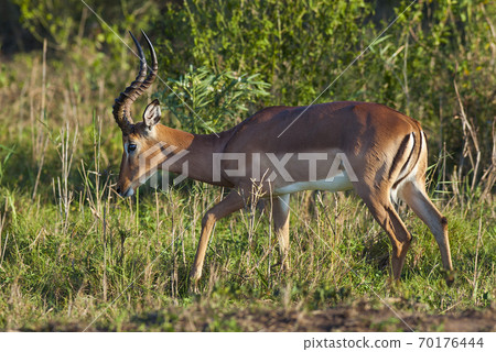 Impola .Kruger National Park.South Africa 70176444