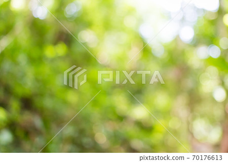 Blurred green leaves in the jungle Blurred green leaves in the jungle 70176613