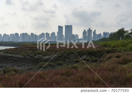 Siheung Tidal-Ecological Park, Siheung City, Gyeonggi-do Siheung Tidal-Ecological Park, Siheung City, Gyeonggi-do 70177593
