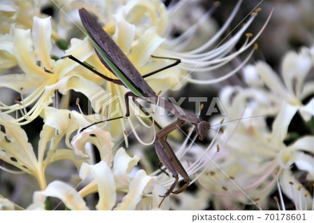White cluster amaryllis and mantis White cluster amaryllis and mantis 70178601