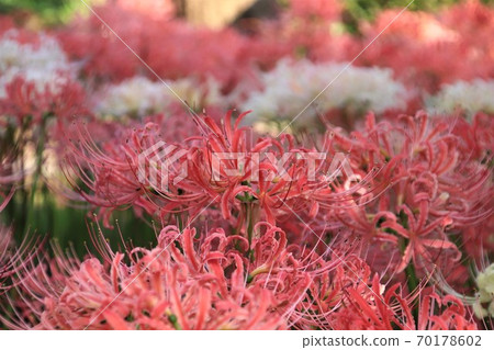 Pink and white cluster amaryllis Pink and white cluster amaryllis 70178602