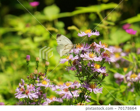 華麗的紫色花朵和潔白的蝴蝶 70178664