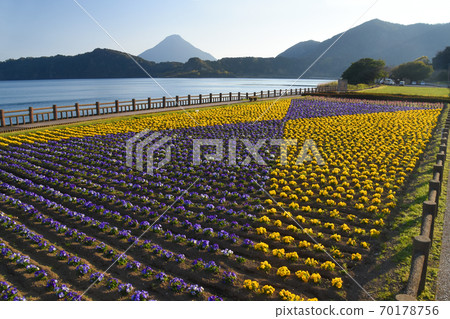 Beautiful pansy flower field on the shores of Lake Ikeda 70178756