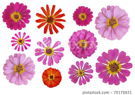 A colorful set of fresh flowers on a white background with both colored flowers.. A colorful set of fresh flowers on a white background with both colored flowers.. 70178831