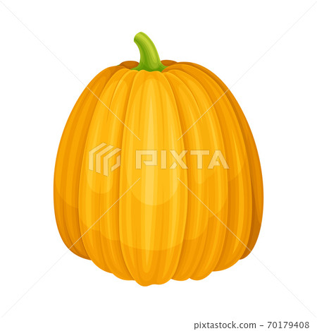 Yellow Pumpkin with Ribbed Skin as Agricultural Crop Vector Illustration Yellow Pumpkin with Ribbed Skin as Agricultural Crop Vector Illustration 70179408