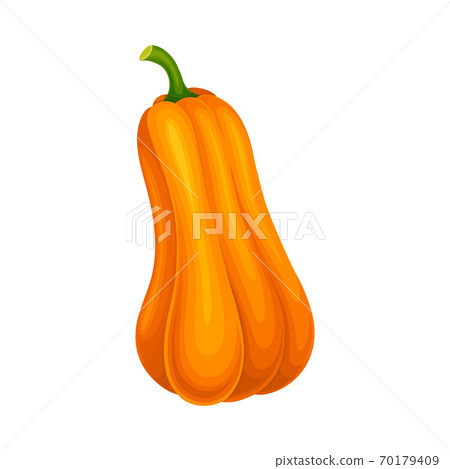 Ripe Orange Pumpkin with Smooth Skin Isolated on White Background Vector Illustration Ripe Orange Pumpkin with Smooth Skin Isolated on White Background Vector Illustration 70179409