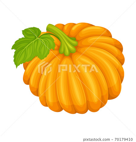 Orange Round Pumpkin with Smooth, Slightly Ribbed Skin Vector Illustration Orange Round Pumpkin with Smooth, Slightly Ribbed Skin Vector Illustration 70179410