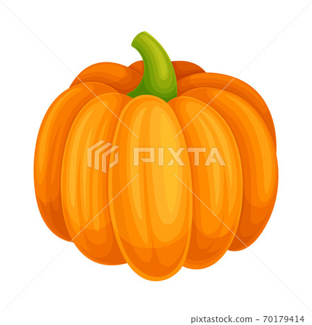 Orange Round Pumpkin with Smooth, Slightly Ribbed Skin Vector Illustration 70179414