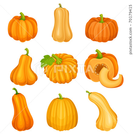 Bright Orange Pumpkin with Smooth, Slightly Ribbed Skin Vector Set 70179415