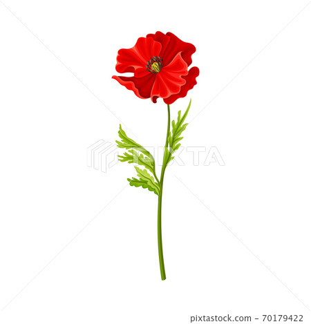 Red Poppy Flower with Showy Petals Isolated on White Background Vector Illustration 70179422