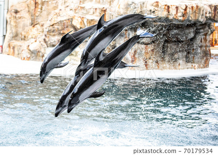 Dolphin Show Dolphin Show 70179534