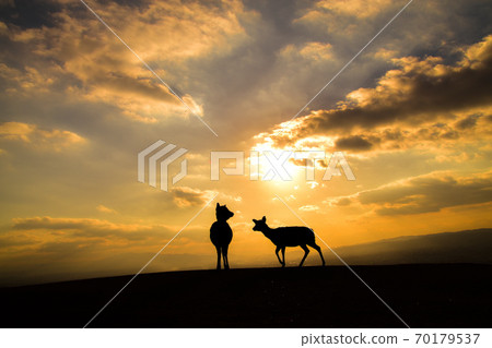 Deers and sunsets 70179537