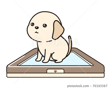 Puppies excreting in the toilet 70183567