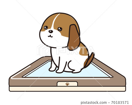 Puppies excreting in the toilet 70183571