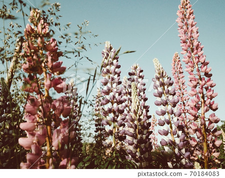 Summer countryside landscape Summer countryside landscape 70184083