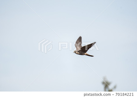 Peregrine Falcon Flying in the Sky Bar... - Stock Photo [70184221] - PIXTA