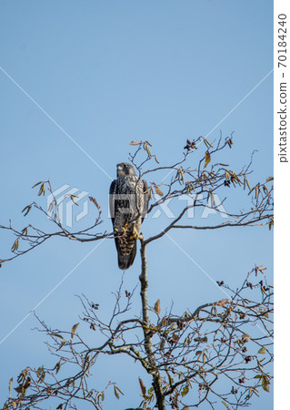 ab鳥住在一棵樹上酒吧加拿大新不列顛哥倫比亞省加拿大 70184240