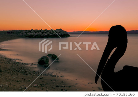 Silhouette of a wild pelican with sunset in Podgora, Makarska Riviera, Croatia Silhouette of a wild pelican with sunset in Podgora, Makarska Riviera, Croatia 70185160