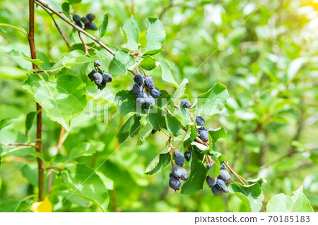 ripe purple berries of Amelanchier canadensis, serviceberry, shadberry or Juneberry tree on green blurred background. Selective focus. ripe purple berries of Amelanchier canadensis, serviceberry, shadberry or Juneberry tree on green blurred background. Selective focus. 70185183
