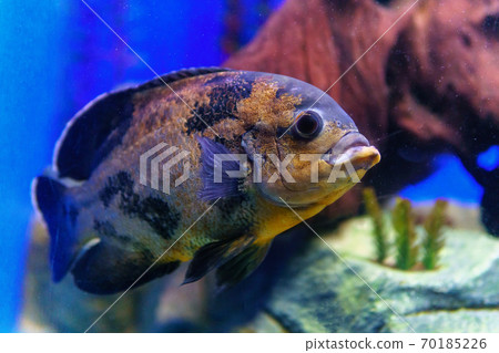 Aquarium fish. Cichlid astronotus, or Oscar. Freshwater fish. The bright Oscar fish is a South American freshwater fish from the cichlid family. Aquarium fish. Cichlid astronotus, or Oscar. Freshwater fish. The bright Oscar fish is a South American freshwater fish from the cichlid family. 70185226