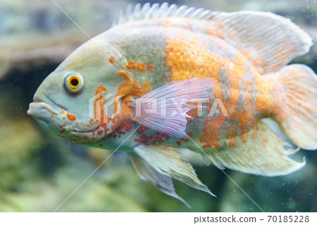 ocular astronotus or Oscar fish in an aquarium close-up. selective focus ocular astronotus or Oscar fish in an aquarium close-up. selective focus 70185228