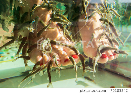 feet in fish spa aquarium. Natural health care. Garra rufa fish pedicure. feet in fish spa aquarium. Natural health care. Garra rufa fish pedicure. 70185242