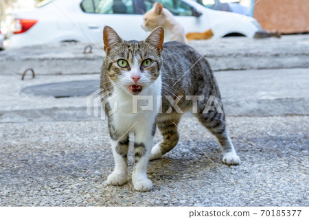 homeless street cat close up on the street opened his mouth looks at the camera 70185377