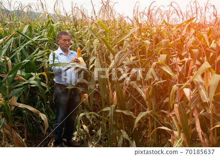 The Asian elder Farmers male examining corn on the cob in field. Adult Asian male agronomist is working in cultivated maize field. The Asian elder Farmers male examining corn on the cob in field. Adult Asian male agronomist is working in cultivated maize field. 70185637