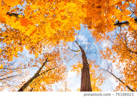 Bottom view of maple trees in autumn park Bottom view of maple trees in autumn park 70186023
