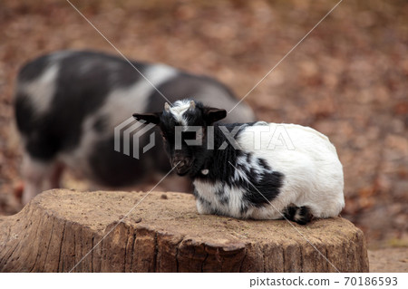 Goat kid in domestic farm. Dwarf yeanling enimal Goat kid in domestic farm. Dwarf yeanling enimal 70186593