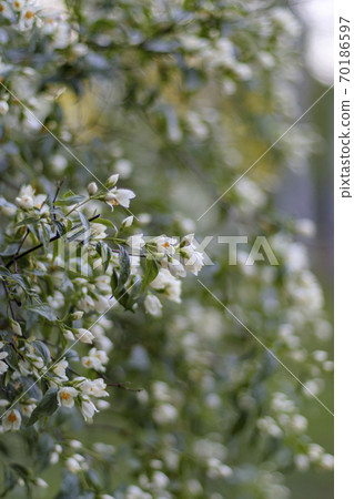 Jasmin flower blossom. Green white blur background 70186597