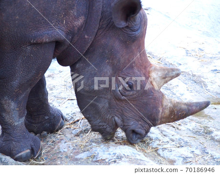 Rhino Rhino 70186946