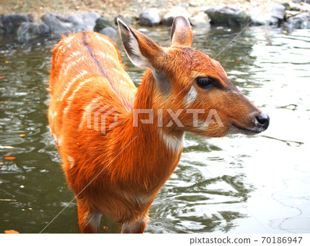 鹿進入池塘 70186947