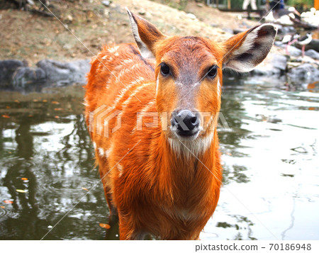 Deer entering the pond 70186948