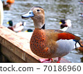 鴨 70186960