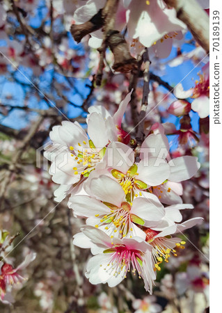 Buds close up. Blossoming almond flower in springtime. Flower on tree Buds close up. Blossoming almond flower in springtime. Flower on tree 70189139