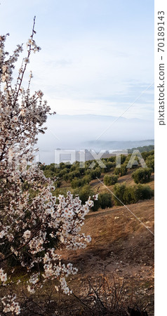 Andalusia rural and agricultural landscapes. Field with olive trees. Vertical photo Andalusia rural and agricultural landscapes. Field with olive trees. Vertical photo 70189143