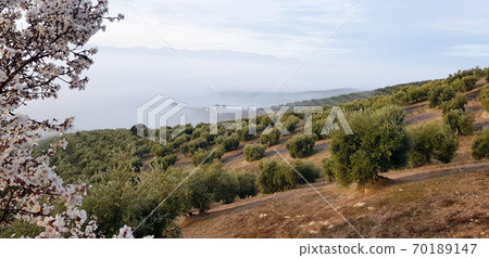 Andalusia rural and agricultural landscapes. Field with olive trees Andalusia rural and agricultural landscapes. Field with olive trees 70189147