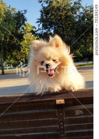 Fluffy cute little Pomeranian dog looks at you and smiles Fluffy cute little Pomeranian dog looks at you and smiles 70189149