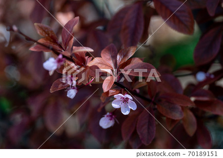 Close-up photo of rosy flower of peach tree Close-up photo of rosy flower of peach tree 70189151