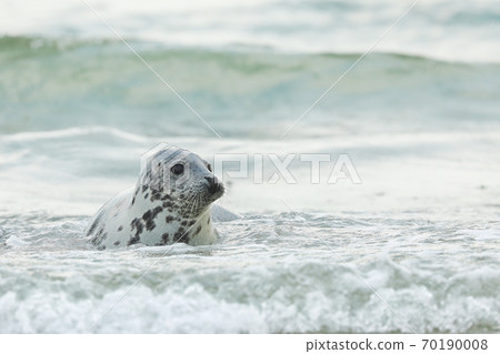 Young Grey Seal, Halichoerus grypus, detail portrait in the blue water, wave in the background, animal in the water. Germany, Helgoland Young Grey Seal, Halichoerus grypus, detail portrait in the blue water, wave in the background, animal in the water. Germany, Helgoland 70190008