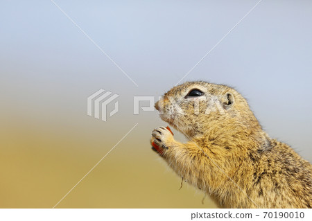 Ground Squirrel, Spermophilus citellus,eating seeds and sitting in the grass during late summer afternoon, animal portrait, Czech Republic, Europe. Ground Squirrel, Spermophilus citellus,eating seeds and sitting in the grass during late summer afternoon, animal portrait, Czech Republic, Europe. 70190010