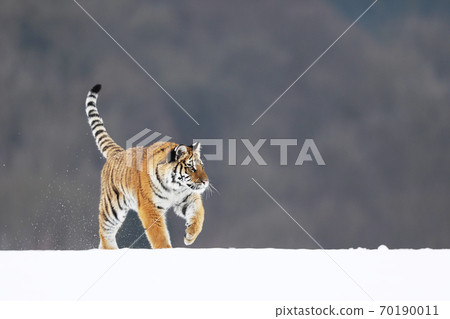 Tiger in wild winter nature. Amur tiger walk in the snow. Cold winter in tajga, Russia Tiger in wild winter nature. Amur tiger walk in the snow. Cold winter in tajga, Russia 70190011