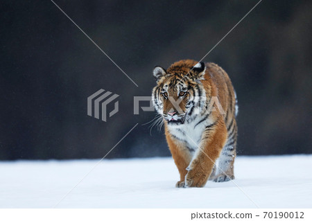 Tiger in wild winter nature. Amur tiger walk in the snow. Cold winter in tajga, Russia Tiger in wild winter nature. Amur tiger walk in the snow. Cold winter in tajga, Russia 70190012