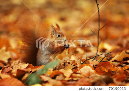 Red squirrel (Sciurus vulgaris) on the ground in autumn forest 70190013