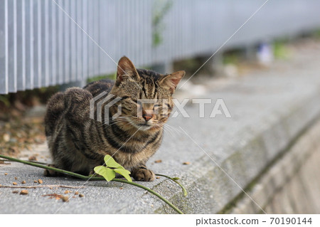 Kijitora cat sitting in a box with sleepy eyes around a tall park 70190144
