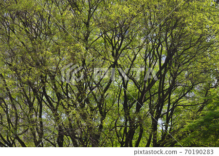 Roadside trees with green leaves Roadside trees with green leaves 70190283