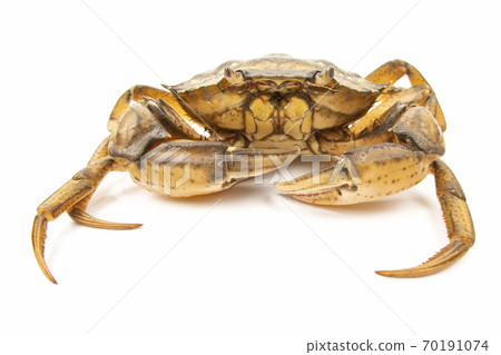 Sea crab on white background Sea crab on white background 70191074