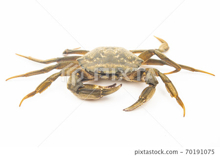 Sea crab on white background 70191075