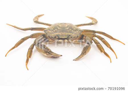 Sea crab on white background Sea crab on white background 70191096